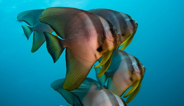 Forra Diving Resort - Pattaya Beach - Koh Lipe in Koh Lipe