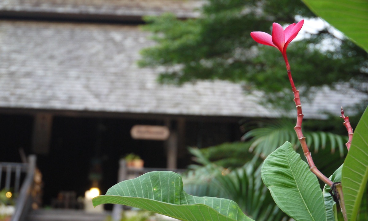 Nong Pa Khrang Hotel | Sunday Rainforest Chiangmai Hotel