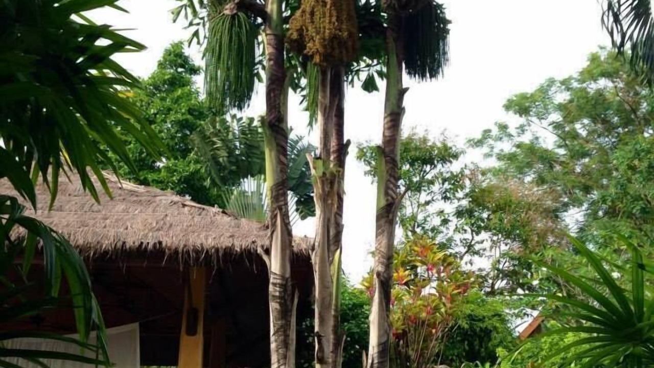 Photo of Outdoor in Rawai