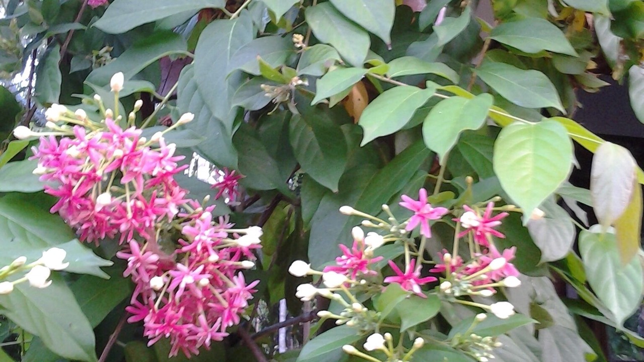 Photo of Outdoor in Mae Nam