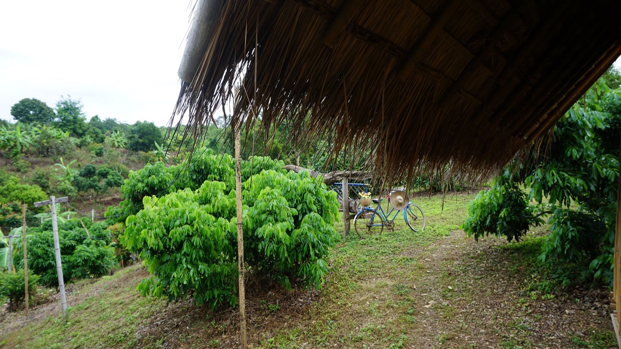 Photo of Outdoor in Chiang Dao