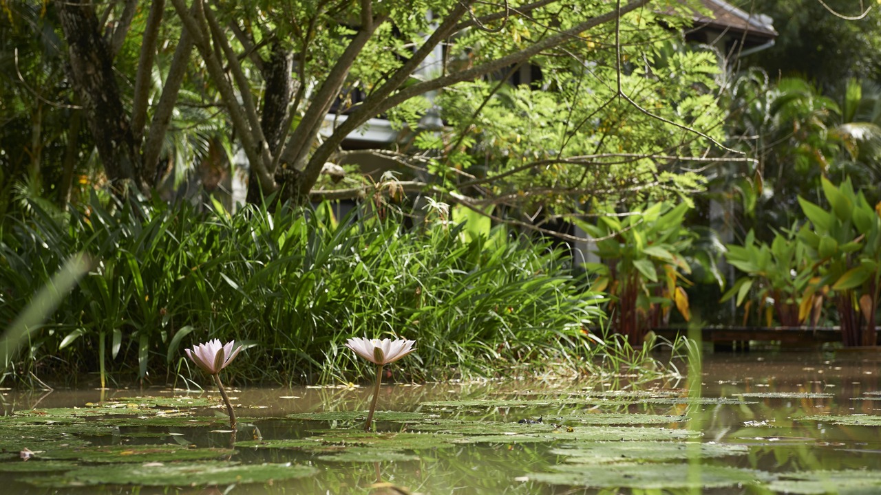 Photo of Outdoor in Luang Prabang
