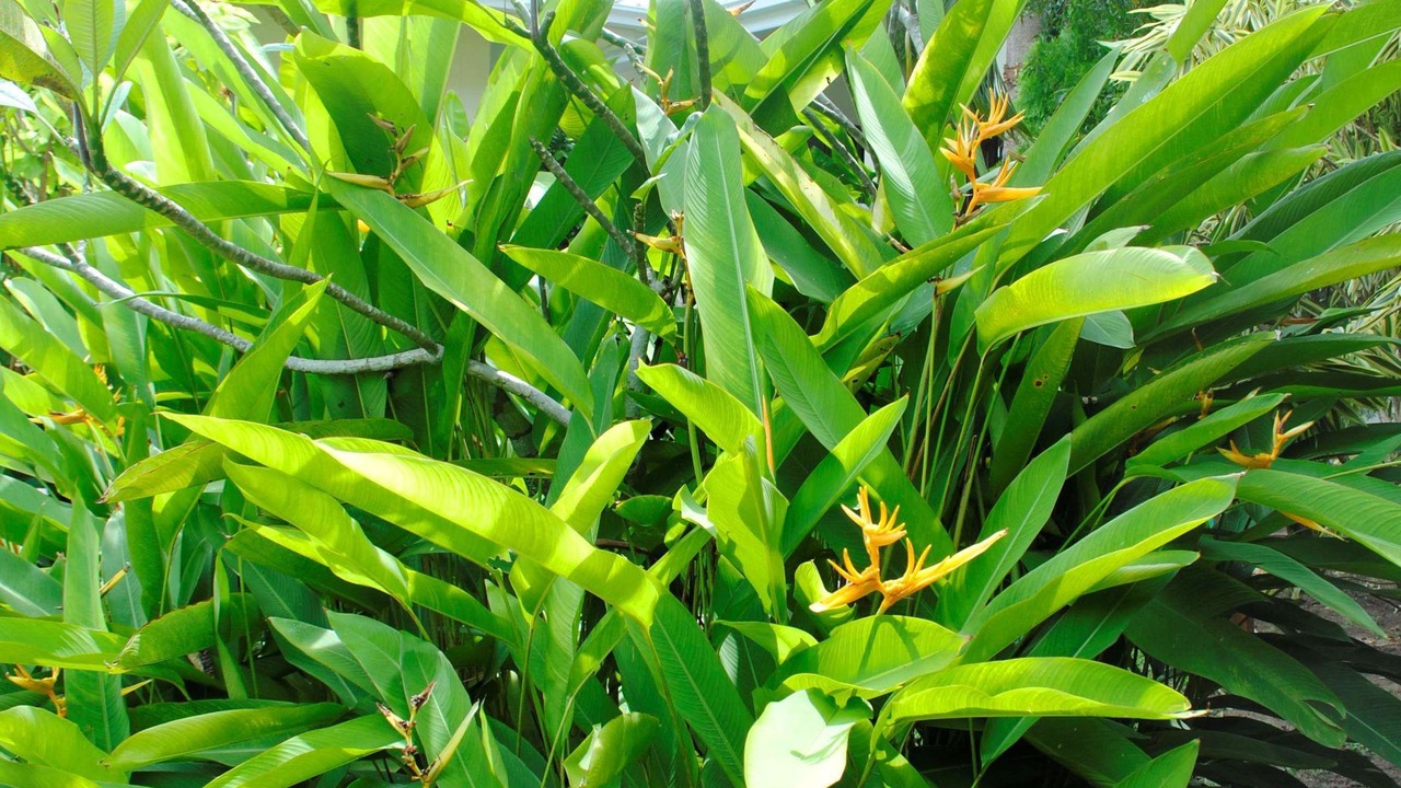 Photo of Outdoor in Lamai