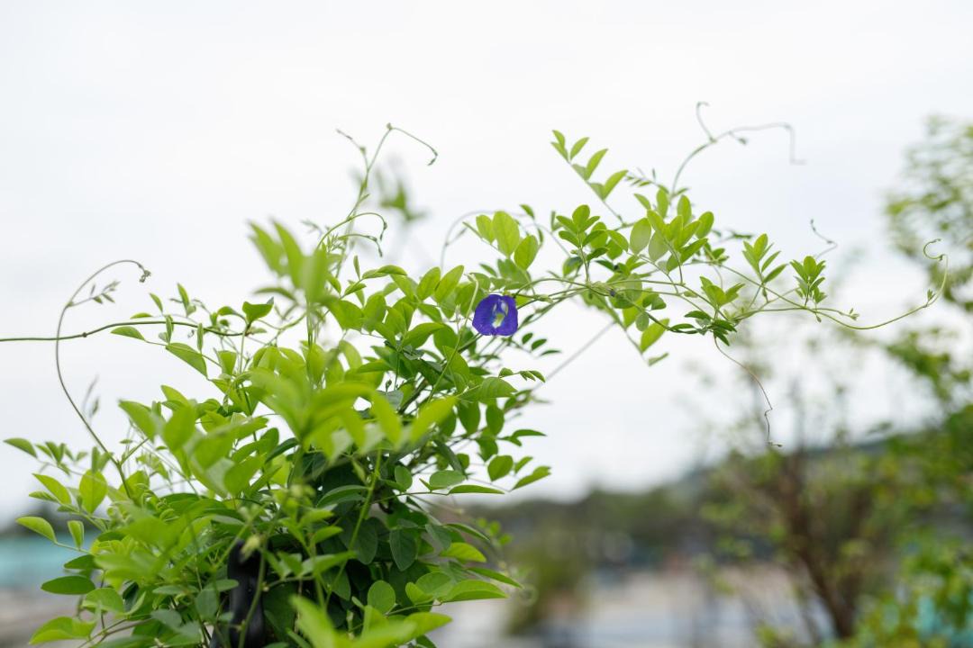 Photo of Outdoor in Kamala