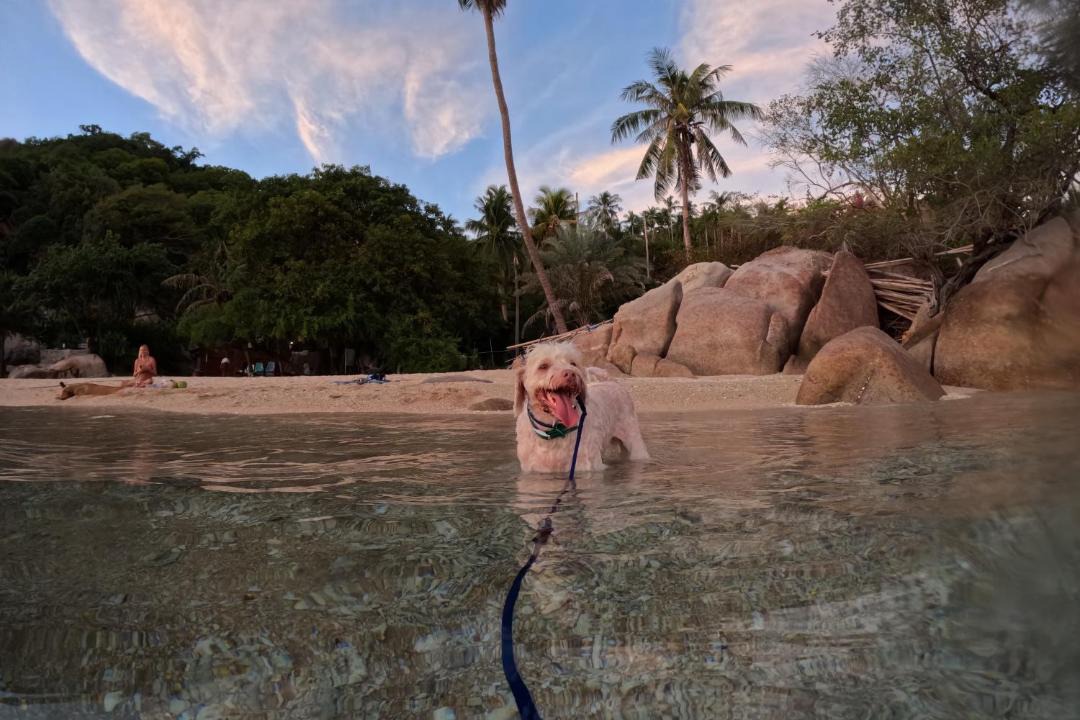 Photo of Others in Koh Tao
