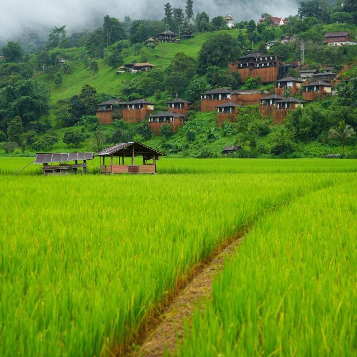 Photo of Others in Bo Kluea
