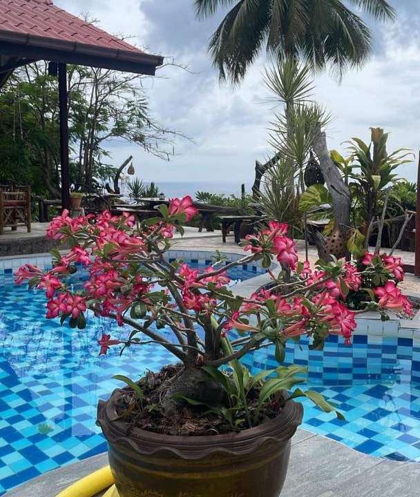 Photo of Others in Koh Tao