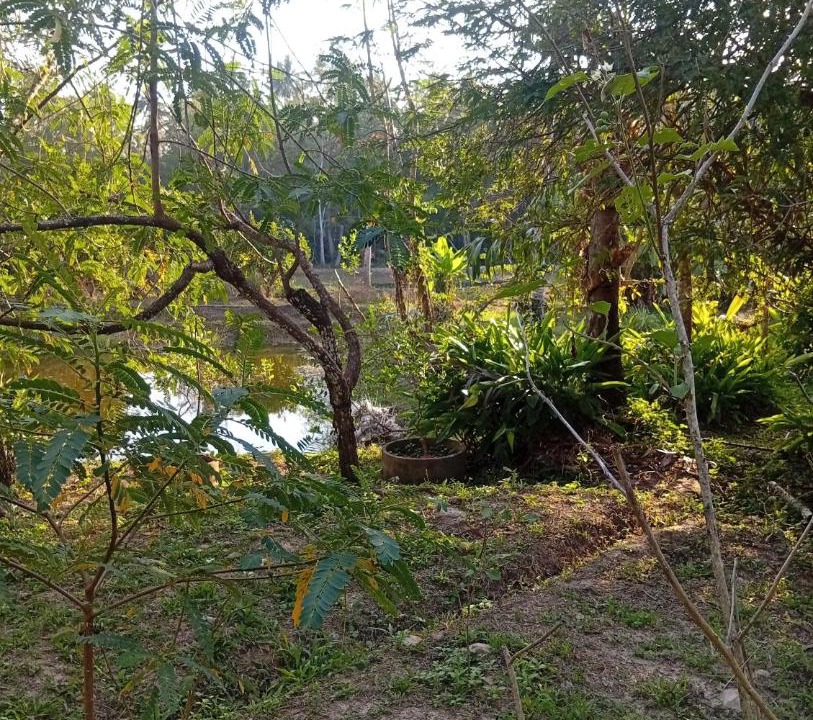 Photo of Outdoor in Ko Kood