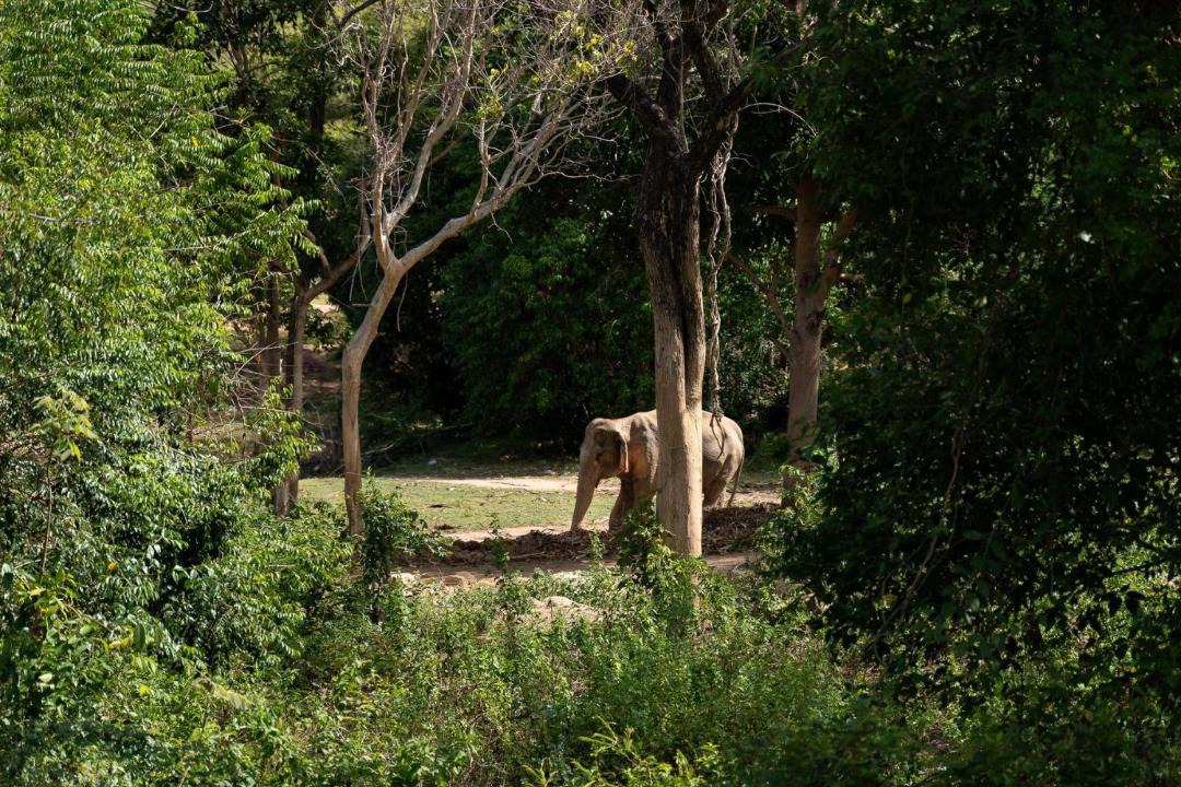 Photo of Others in Bophut Hills