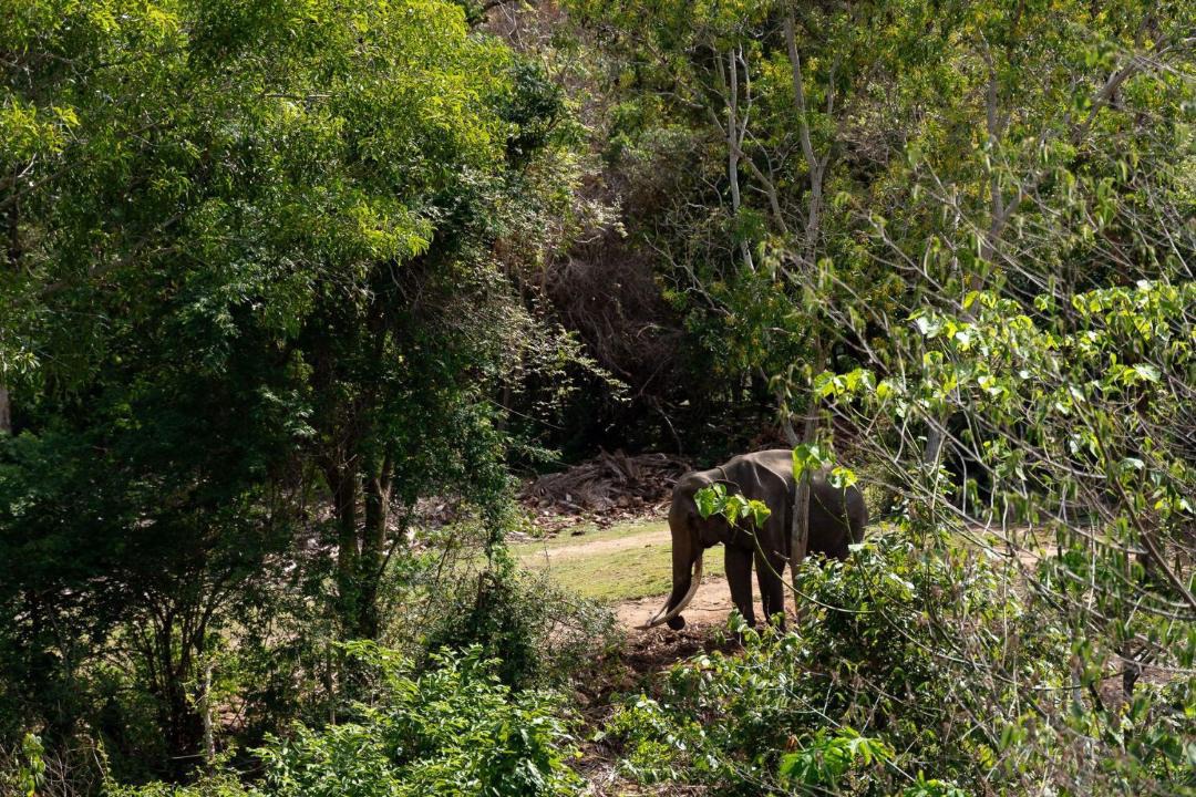 Photo of Others in Bophut Hills