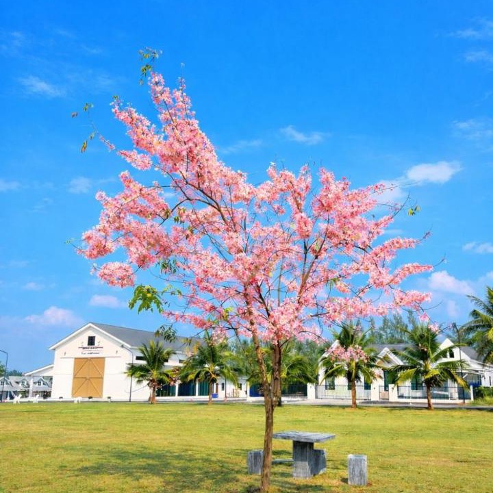 Photo of Others in Wang Muang