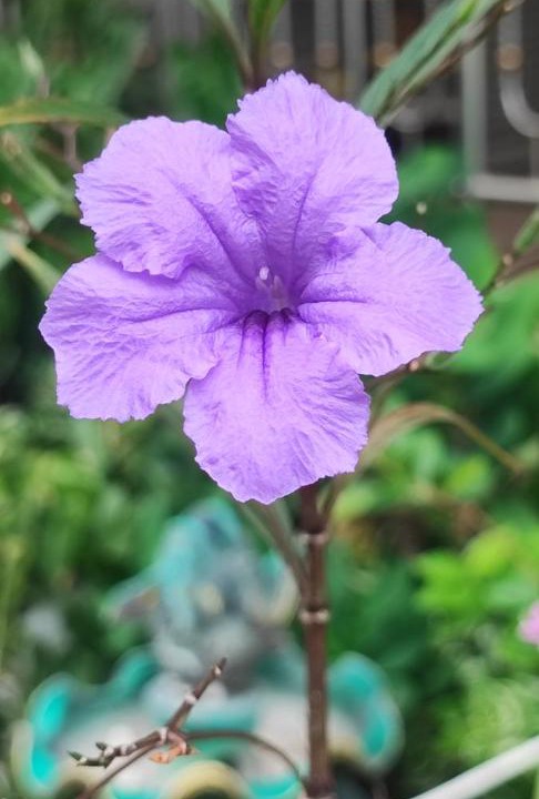 Photo of Others in Ban Phai