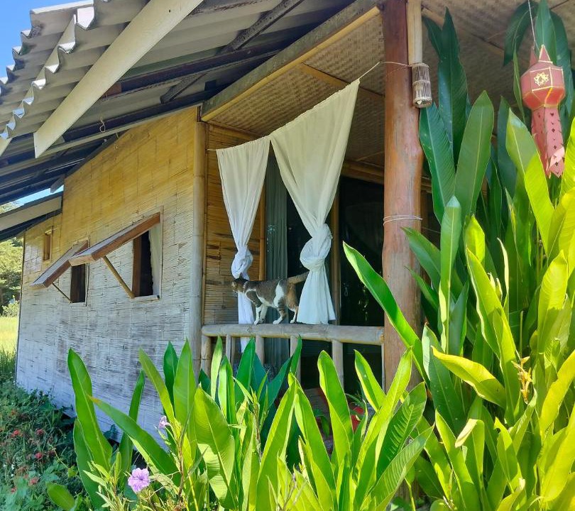 Photo of Others in Pai