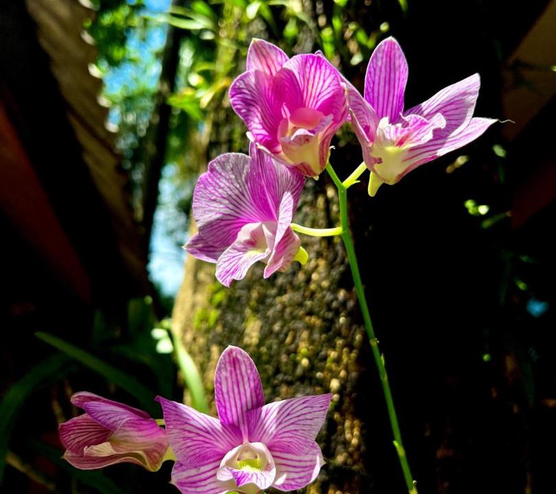 Photo of Others in Ko Chang