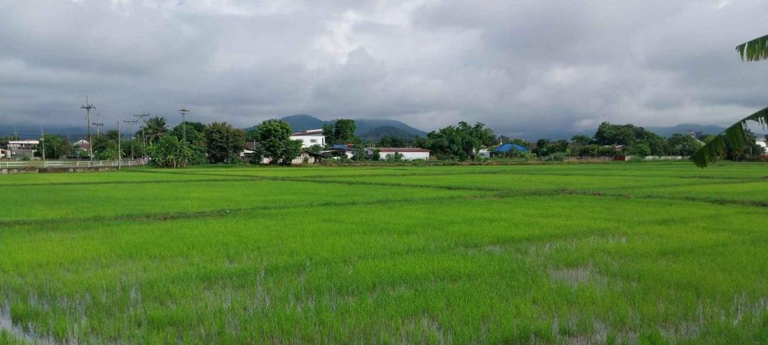 Photo of Others in Nang Lae