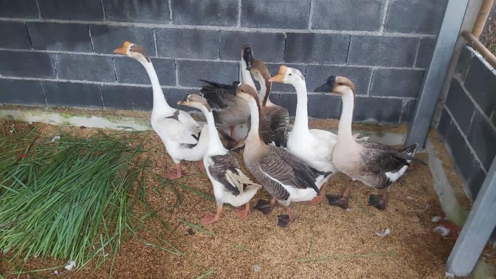 Photo of Others in Pak Phli