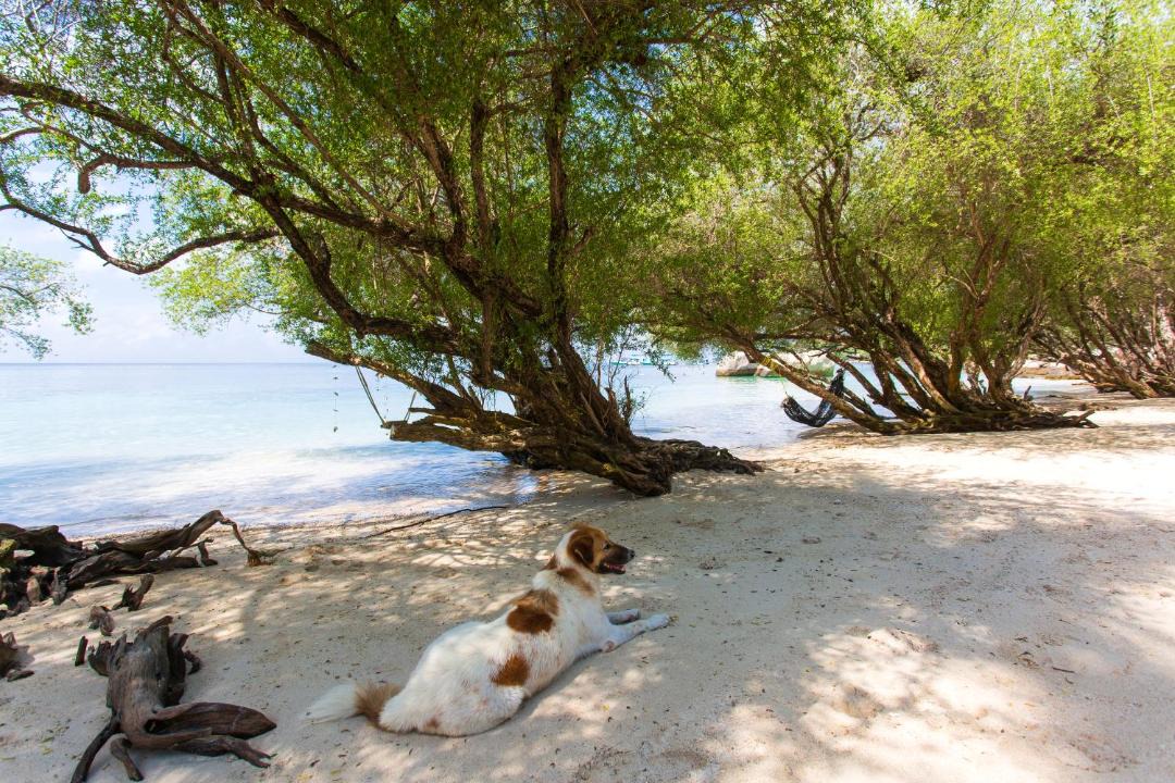 Photo of Others in Koh Tao