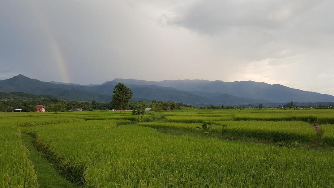 Photo of Others in Pua