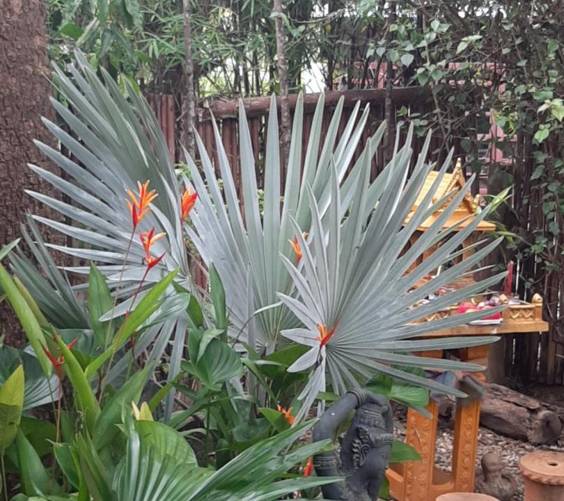 Photo of Others in Chiang Mai