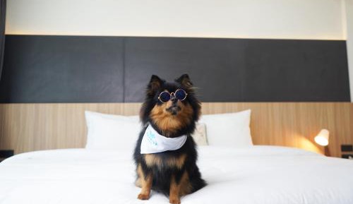 Standard King Or Twin Room-Pet Friendly