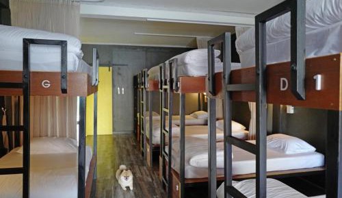 Bunk Bed in Mixed Dormitory Room