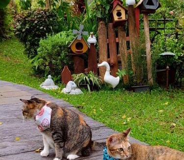 Mae Yao Bed & Breakfast | Baan JaoKorKluay Homestay