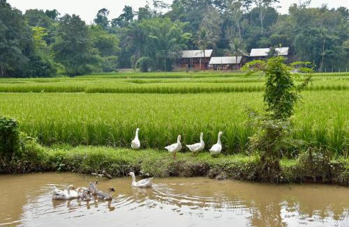 Pa Sang House | Ahsa Farm Stay