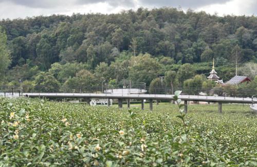 Mae On Resort | PASSA ผัสสะ Tea Plantation @Mae On