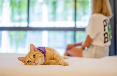 Phuket Hotel | HOMA Phuket Town