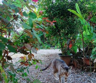 Chiang Rai Hotel | Six Nature Resort
