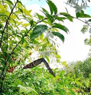 Ko Yao House | Najjamee Bungalows