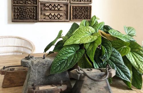 Don Kaeo Hotel | Raya Heritage - SHA Plus