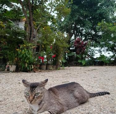 Six Nature Resort in Chiang Rai