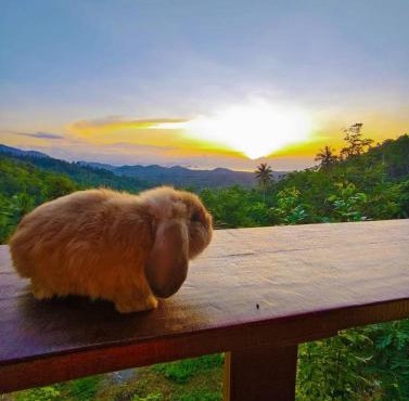 SZ Samui Glamping in Ban Sa Ket