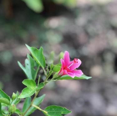 Baan Loylom Farmstay